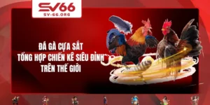 Đá Gà Cựa Sắt - Tổng Hợp Chiến Kê Siêu Đỉnh Trên Thế Giới